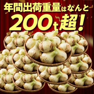 ふるさと納税 淡路市 【新たまねぎ】今井ファームの淡路島たまねぎ「かくし玉」5kg【4月下旬〜5月頃発送】 ai01124の画像