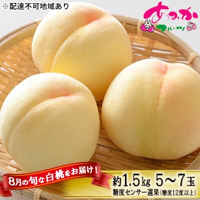 ふるさと納税 赤磐市 桃 8月の 白桃 約1.5kg 5〜7玉 糖度12度以上 2024年[NO5765-0875]