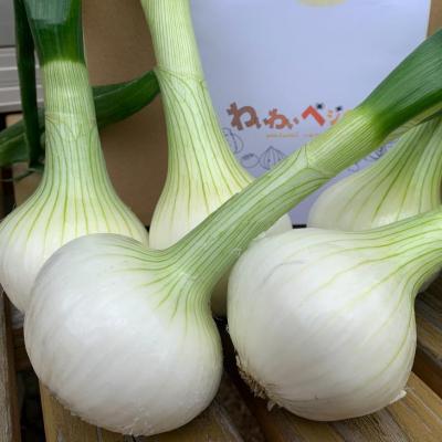 ふるさと納税 南あわじ市 春の訪れ!淡路島の新たまねぎ(10kg) ◆配送2月〜5月下旬の画像