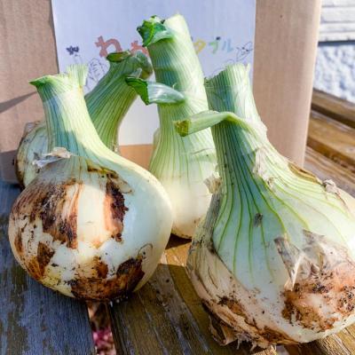 ふるさと納税 南あわじ市 春の訪れ!淡路島の新たまねぎ(10kg) ◆配送2月〜5月下旬の画像