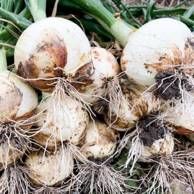 ふるさと納税 南あわじ市 春の訪れ!淡路島の新たまねぎ(10kg) ◆配送2月〜5月下旬の画像