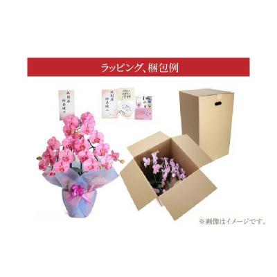 ふるさと納税 碧南市 綺麗で丈夫な三河陶器で贈る光触媒胡蝶蘭大輪5本立(グリーンの陶器×白色の花) H100-094の画像
