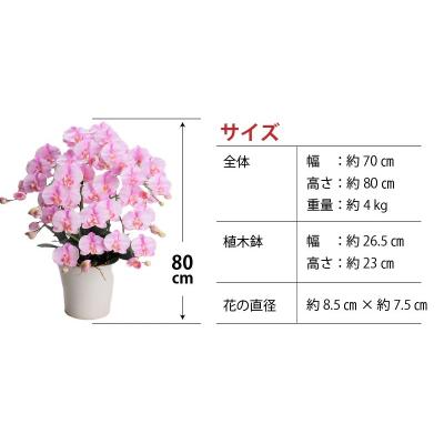ふるさと納税 碧南市 綺麗で丈夫な三河陶器で贈る光触媒胡蝶蘭大輪5本立(白釉薬の陶器×桃色の花) H100-095の画像