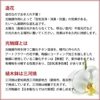 ふるさと納税 碧南市 綺麗で丈夫な三河陶器で贈る光触媒胡蝶蘭大輪5本立(白釉薬の陶器×桃色の花) H100-095の画像
