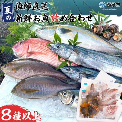 ふるさと納税 西予市 漁師直送 夏の新鮮お魚詰め合わせ(愛媛県西予市明浜産)