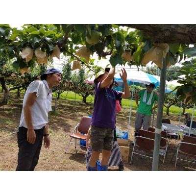 ふるさと納税 湯梨浜町 二十世紀梨の木オーナー(238J.)