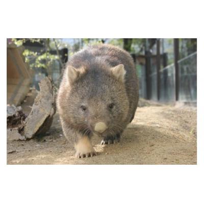 ふるさと納税 池田市 五月山動物園 ウォンバットグッズBセット : さと