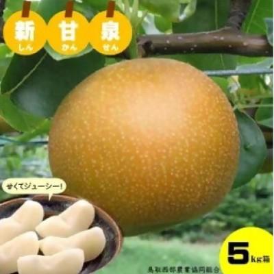 ふるさと納税 米子市 鳥取県産「新甘泉(しんかんせん)」5kg