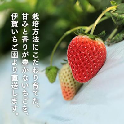 ふるさと納税 南相馬市 【2月発送開始・数量限定】伊賀いちご園のレギュラーパック2P【18008】｜y-sf｜03