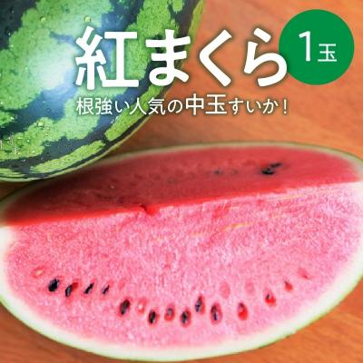 ふるさと納税 碧南市 [2024年発送]根強い人気の中玉すいか「紅まくら」1玉 すいか