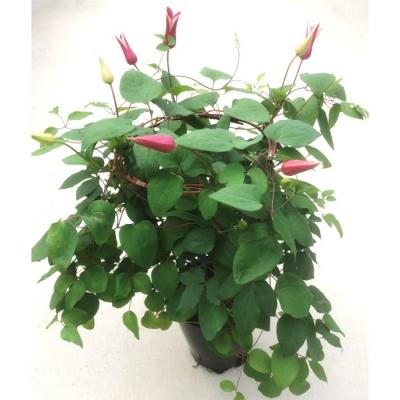 ふるさと納税 南相馬市 [2026年 先行予約]クレマチス プリンセスダイアナ 5号 赤系 | 花ギフト 花苗 根本園芸