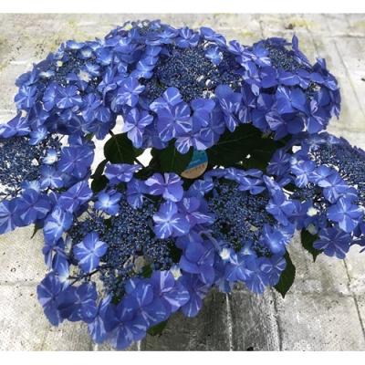 ふるさと納税 南相馬市 [2026年 先行予約]アジサイ サニーデイズ 5号 青絞 | 紫陽花 あじさい ギフト 根本園芸