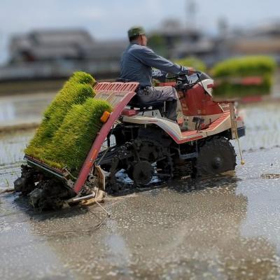 ふるさと納税 三宅町 ひのひかり 玄米 5kg 奈良県 三宅町 ヒノヒカリ 堆肥 ミネラル栽培 志埜米穀店