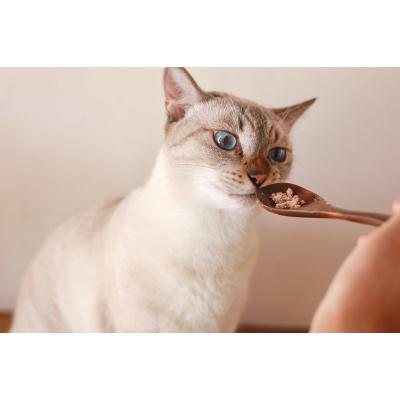 ふるさと納税 焼津市 ねこのかつおくん30パックセット(a35-013) 