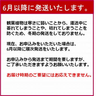 ふるさと納税 南九州市 観葉植物 ユッカ 1鉢 