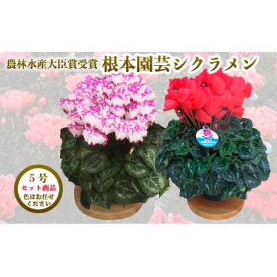 ふるさと納税 南相馬市 [2026年 先行予約]シクラメン 色おまかせ 5号×2鉢 | 花ギフト プレゼント 花苗 根本園芸