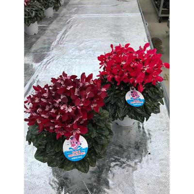 ふるさと納税 南相馬市 [2026年 先行予約]シクラメン ジックス 赤系 5号|レッド ワインレッド 花ギフト 根本園芸