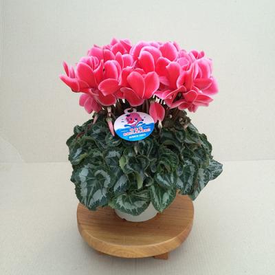 ふるさと納税 南相馬市 [2026年 先行予約]シクラメン リップスオレンジ 6号 | 花ギフト プレゼント 花苗 根本園芸