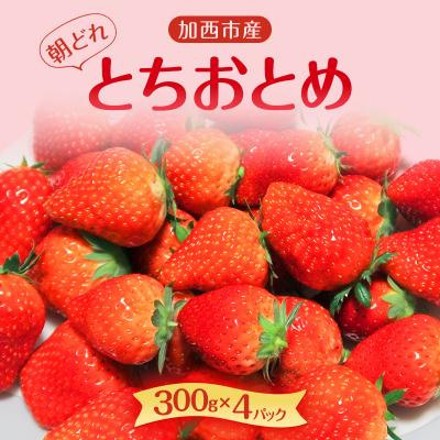 ふるさと納税 加西市 朝どれ いちご 300g 4パック L〜3Lサイズ [No5698-1258]