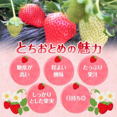 ふるさと納税 加西市 朝どれ いちご 300g 4パック L〜3Lサイズ [No5698