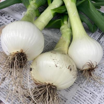 ふるさと納税 南あわじ市 農家直送!【奈良農園】淡路島新玉ねぎ ≪5kgサイズ色々≫の画像