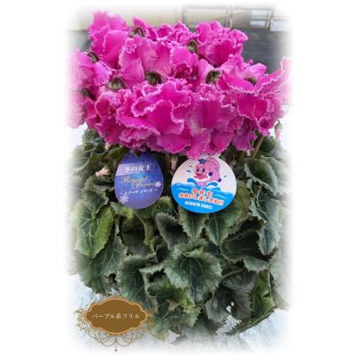 ふるさと納税 南相馬市 [2026年 先行予約]シクラメン フリンジ パープル系 5号 | 花ギフト 贈答 花苗 根本園芸