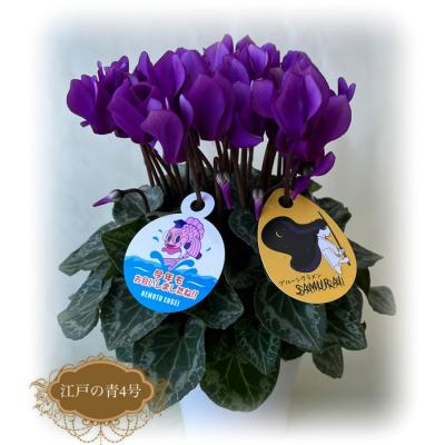 ふるさと納税 南相馬市 [2026年 先行予約]シクラメン 江戸の青 4号 青系 | 花ギフト プレゼント 花苗 根本園芸