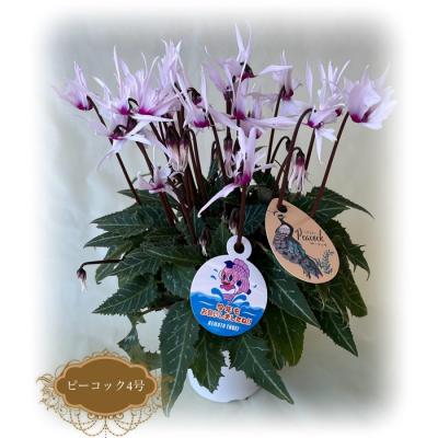 ふるさと納税 南相馬市 [2026年 先行予約]シクラメン ピーコック 4号 | 花定期便 花ギフト 贈答 花苗 根本園芸