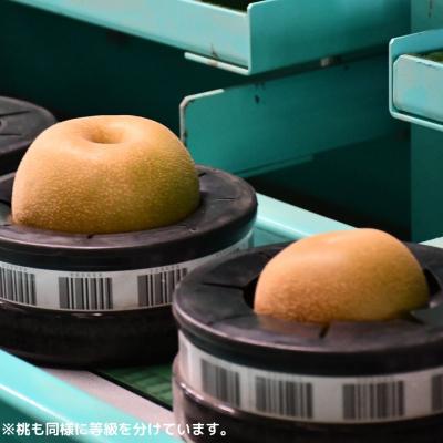 ふるさと納税 三条市 先行受付 桃 特秀品 約3kg 糖度13度以上を厳選 令和8年度 【014S057】の画像