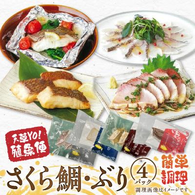 ふるさと納税 天草市 天草YO!殖魚便 ぶり さくら鯛 4種 各1パック_S042-004A