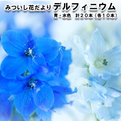 ふるさと納税 新ひだか町 < 2026年6月より発送 > デルフィニウム青・水色 計20本 < 先行受付 >