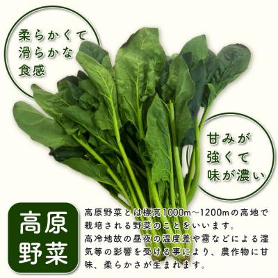 ふるさと納税 椎葉村 【秘境・椎葉村】はまちゃん農園の美味しいほうれん草 150g×20袋(合計3kg) 椎葉村