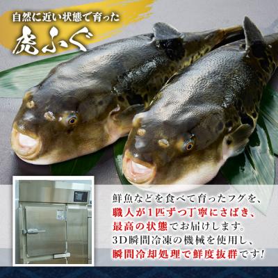 ふるさと納税 佐伯市 虎ふぐ仕かける(2-3人前)