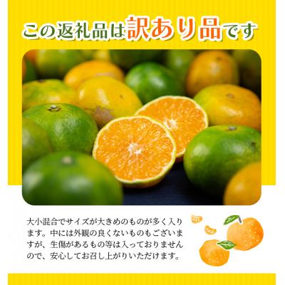 ふるさと納税 紀宝町 訳あり 極早生温州みかん 6.5kg+傷み保証分300g 2S〜3Lサイズおまかせ【njb690A】｜y-sf｜02