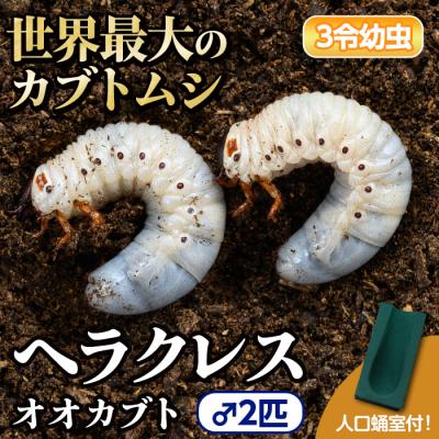 ふるさと納税 肝付町 ヘラクレスオオカブト カブトムシ 3令幼虫オス2匹 