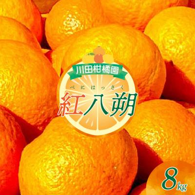 ふるさと納税 呉市 [2026年1月下旬〜発送]川田柑橘園 呉市大長産 「紅八朔」8kg ku055-012-25
