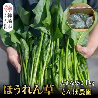 ふるさと納税 神埼市 ほうれん草 1kg バラ詰め(大きな袋に1kg)[佐賀県脊振山麓産](H091116)