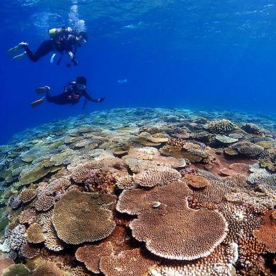 ふるさと納税 恩納村 万座近海ファンダイビング中級2DIVE【恩納村ラグーン】の画像