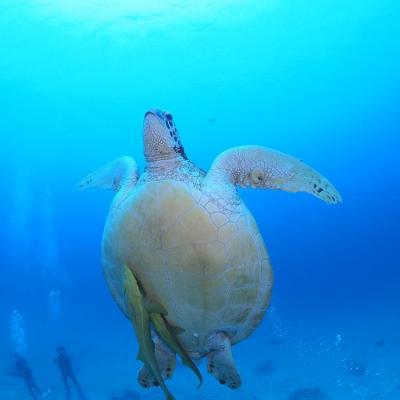 ふるさと納税 恩納村 万座近海ファンダイビング中級2DIVE【恩納村ラグーン】の画像
