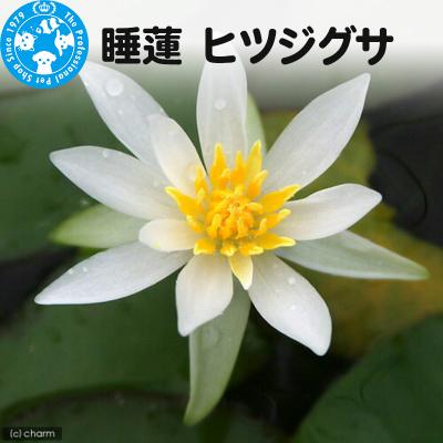 ふるさと納税 邑楽町 睡蓮 ヒツジグサ×1ポット|09_chm-ab0101