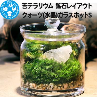 ふるさと納税 邑楽町 苔テラリウム 鉱石 クォーツ(水晶)ガラスポットS