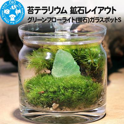 ふるさと納税 邑楽町 苔テラリウム 鉱石グリーンフローライト(蛍石)ガラスポットS|09_chm-bn0101