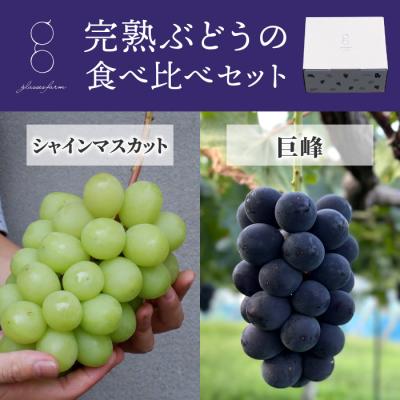 ふるさと納税 東御市 [先行受付2026年発送]完熟ぶどうの食べ比べセット(シャインマスカット×巨峰)3房、1.4kg以上