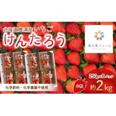 ふるさと納税 豊浦町 北海道 豊浦 いちご 小玉 けんたろう 250g×8パック 約2kg