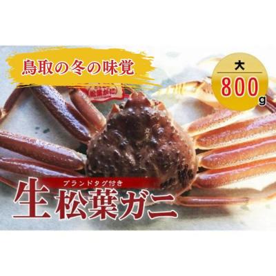 ふるさと納税 倉吉市 [魚倉]タグ付き生松葉ガニ(大800g) 松葉ガニ カニ ズワイガニ カニ爪 タグ付き 冷蔵