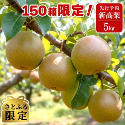 ふるさと納税 境町 [さとふる限定] 2026年8月中旬〜順次発送 境町産 新高梨 約5kg (限定150箱) 梨