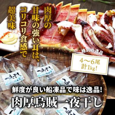 ふるさと納税 国東市 逸品!肉厚烏賊の一夜干し1kg_2366R