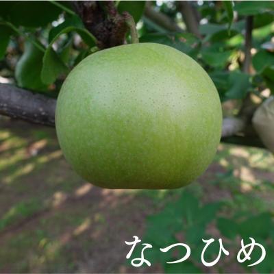 ふるさと納税 境港市 なつひめ梨(6-10玉/3kg)[8月20日-10月20日発送]