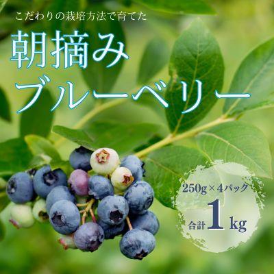 ふるさと納税 佐久穂町 栽培方法と鮮度にこだわった 朝摘みブルーベリー 生食用 250g×4パック 計1kg 〔IK-01〕