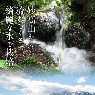 ふるさと納税 妙高市 【2024年8月上旬発送】新潟県妙高産こしいぶき5kg｜y-sf｜03